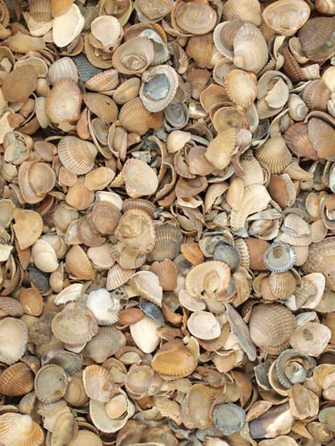 Nordseemuscheln (Standardkörnung)