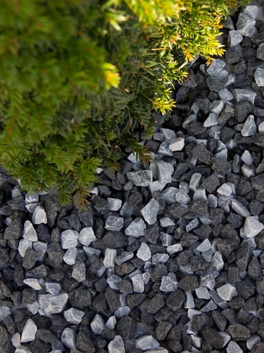 Zèbre gravier concassé jardin paysagé
