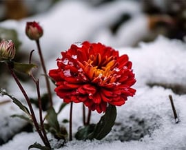 Winterklaar maken van je tuin met compost en kalk